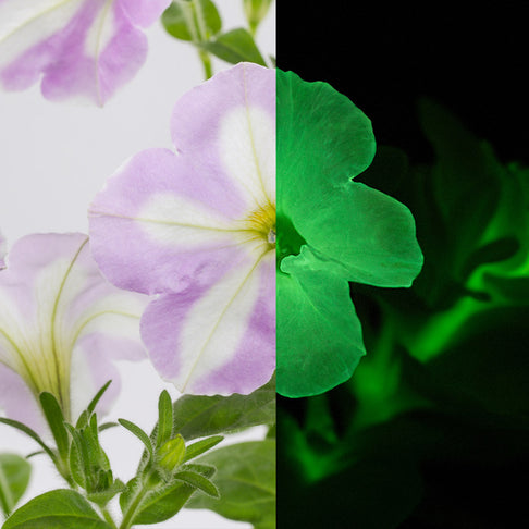 Firefly™ Moonlight™ Pink Surprise Petunia Plant