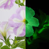 Firefly™ Moonlight™ Pink Surprise Petunia Plant