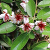 Pineapple Guava Coolidge Tree