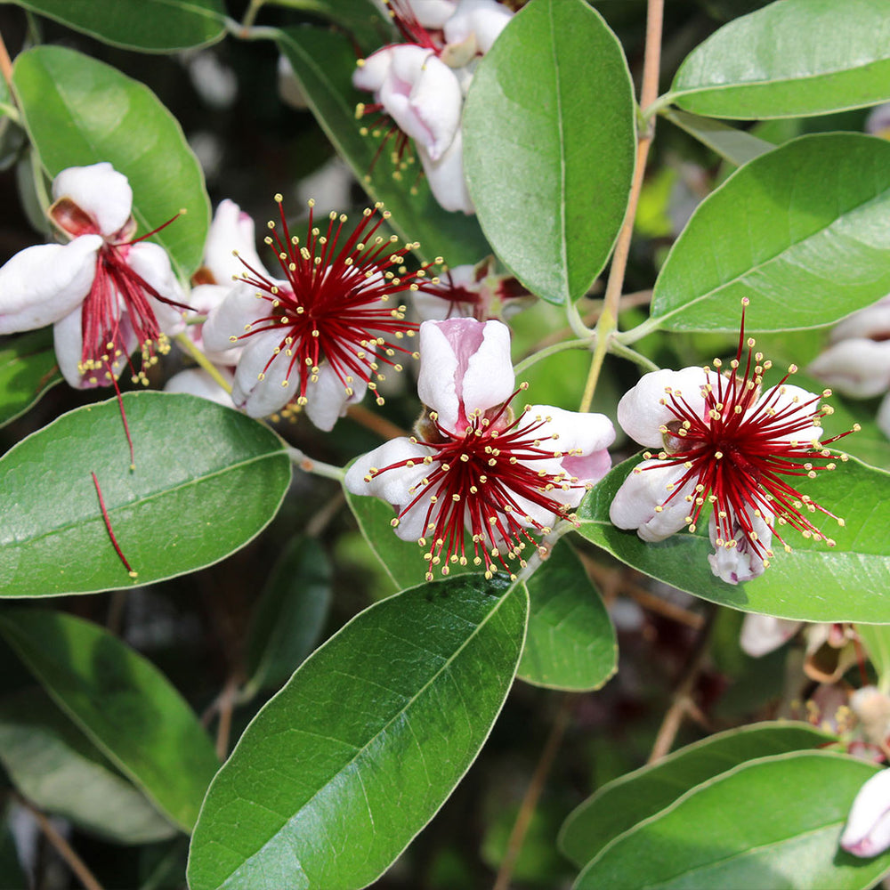 Pineapple Guava Coolidge Tree