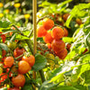 Proven Winners® Harvest Basket Bounty™ Orange Dwarf Tomato Bush