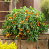 Proven Winners® Harvest Basket Bounty™ Orange Dwarf Tomato Bush