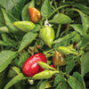 Proven Winners® Harvest Fire Away® Hot and Heavy Dwarf Hot Pepper Bush