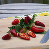 Proven Winners® Harvest Fire Away® Hot and Heavy Dwarf Hot Pepper Bush