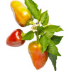 Proven Winners® Harvest Fire Away® Hot and Heavy Dwarf Hot Pepper Bush