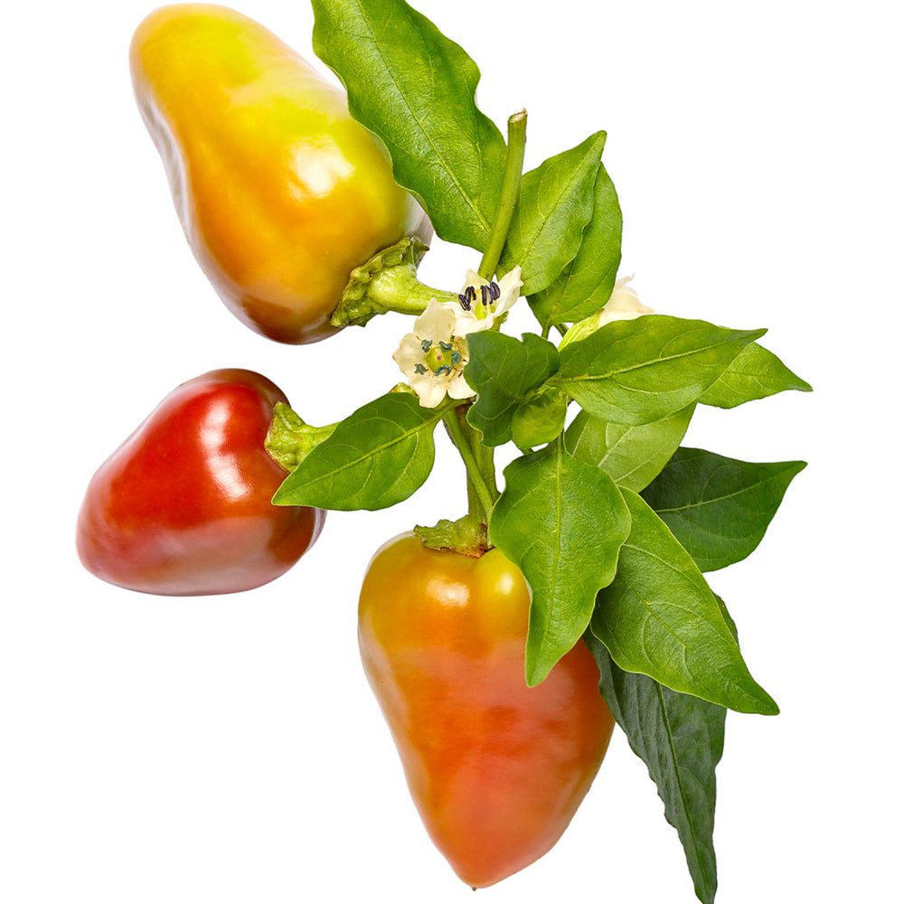 Proven Winners® Harvest Fire Away® Hot and Heavy Dwarf Hot Pepper Bush
