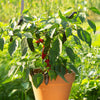 Proven Winners® Harvest Fire Away® Jade Spark Dwarf Hot Pepper Bush