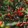 Proven Winners® Harvest Fire Away® Jade Spark Dwarf Hot Pepper Bush