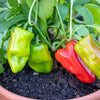 Proven Winners® Harvest Sweet Escape™ Luna Dwarf Sweet Pepper Bush