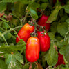 Proven Winners® Proven Selections® San Marzano Heirloom Tomato Bush