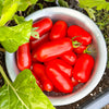 Proven Winners® Proven Selections® San Marzano Heirloom Tomato Bush