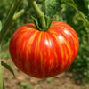 Proven Winners® Harvest Mr. Stripey Tomato Bush