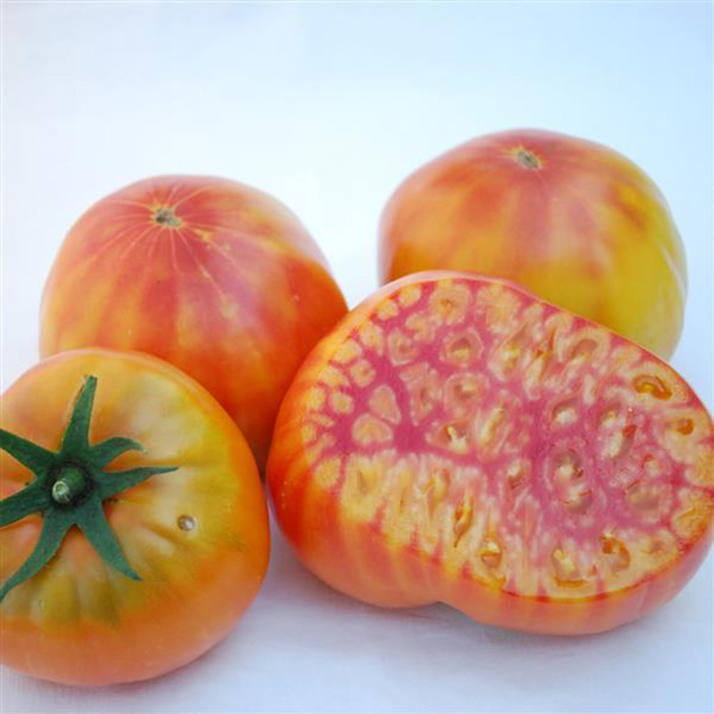 Proven Winners® Harvest Mr. Stripey Tomato Bush