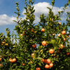 Page Mandarin Tree