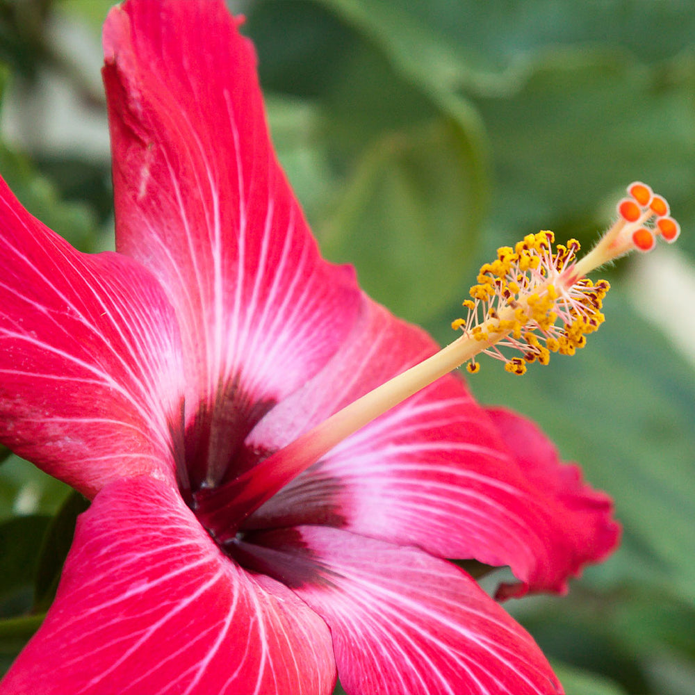Painted Lady Tropical Hibiscus Tree