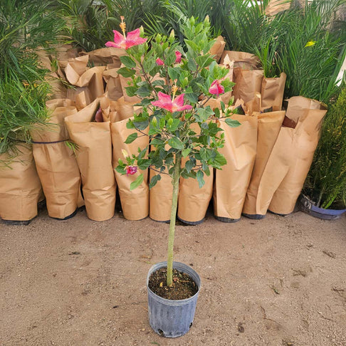 Painted Lady Tropical Hibiscus Tree