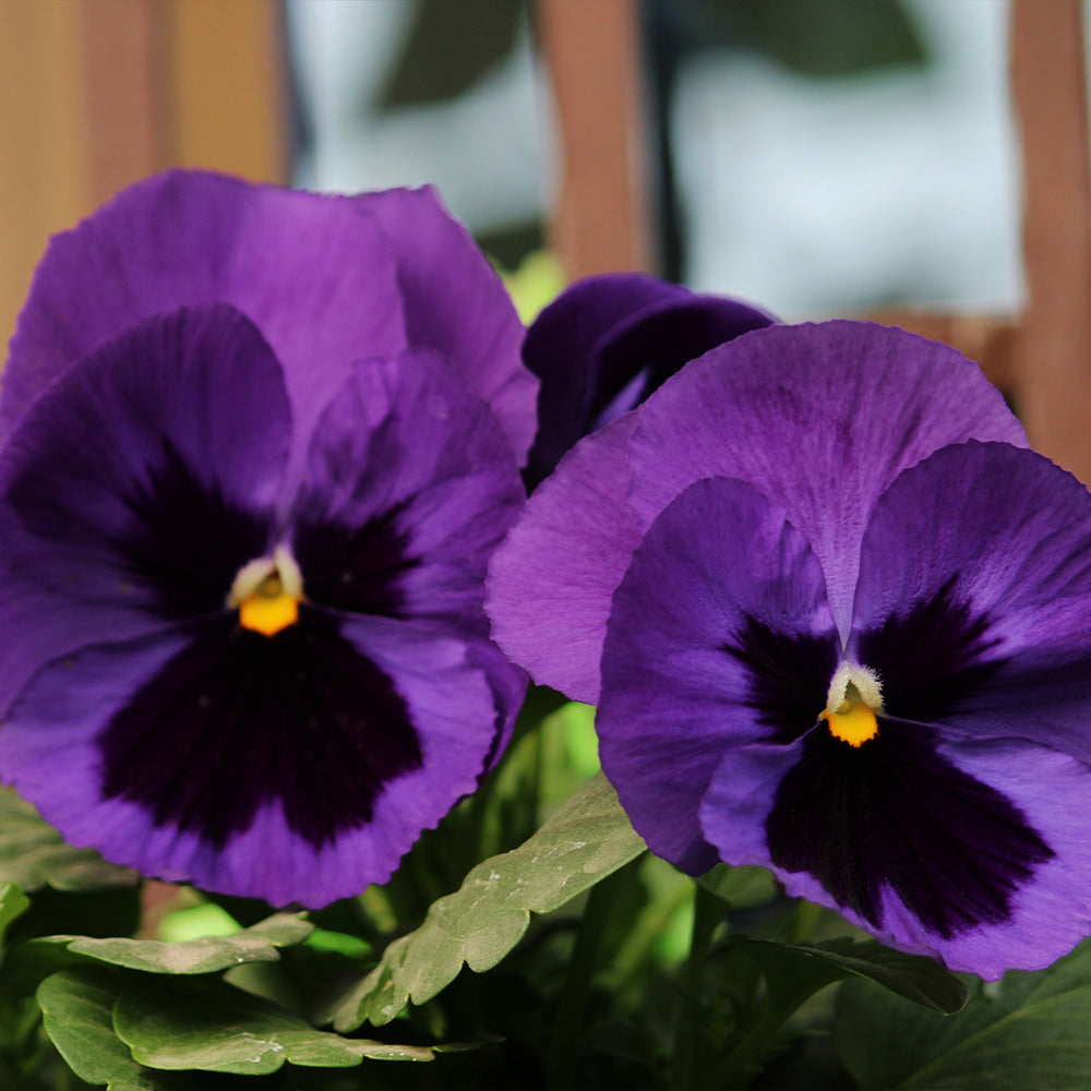 Delta™ Pro Neon Violet Pansy Plant