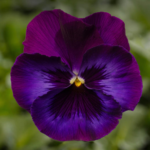 Delta™ Pro Neon Violet Pansy Plant