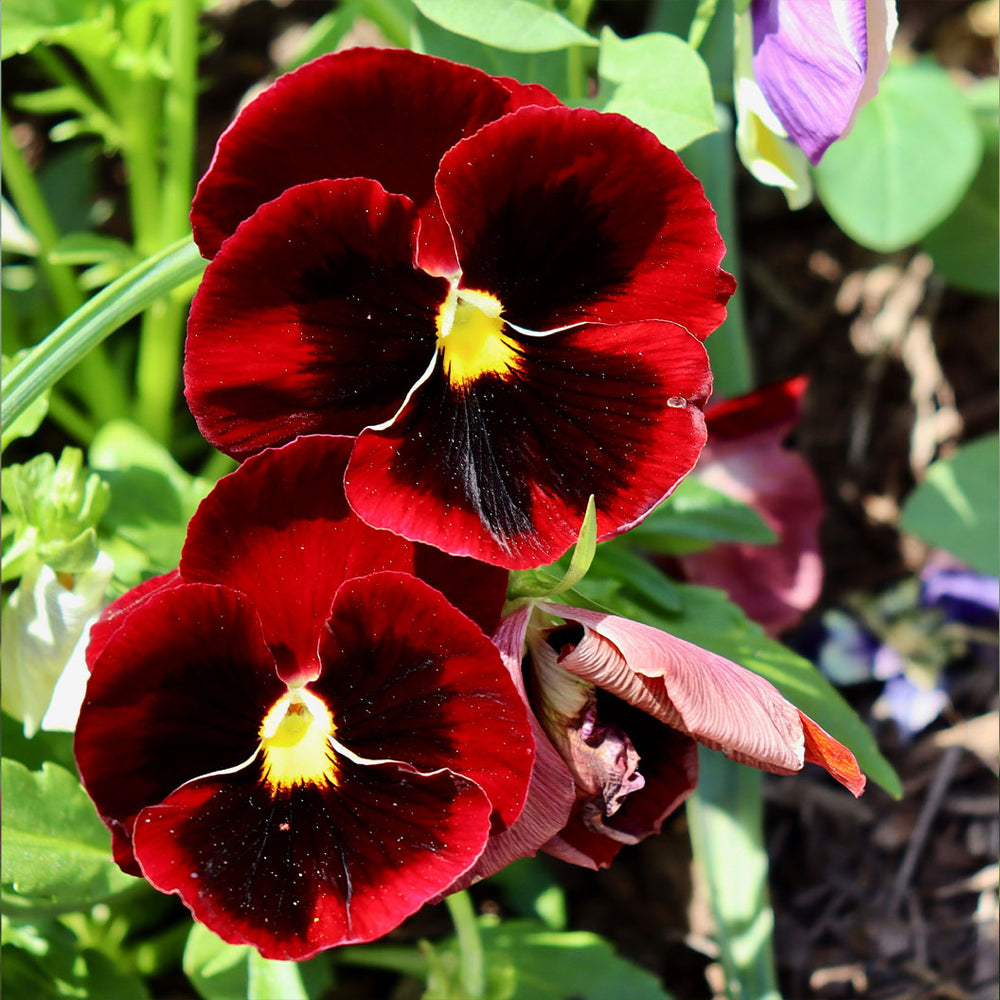 Delta™ Pro Red with Blotch Pansy Plant