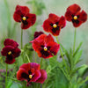 Delta™ Pro Red with Blotch Pansy Plant