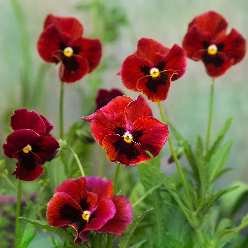 Delta™ Pro Red with Blotch Pansy Plant