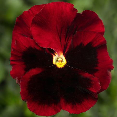 Delta™ Pro Red with Blotch Pansy Plant