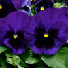 Majestic Giants II Deep Blue with Blotch Pansy Plant