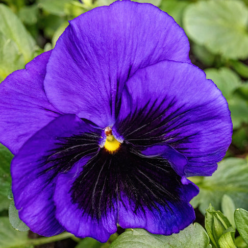 Majestic Giants II Deep Blue with Blotch Pansy Plant