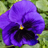 Majestic Giants II Deep Blue with Blotch Pansy Plant