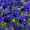 Majestic Giants II Deep Blue with Blotch Pansy Plant