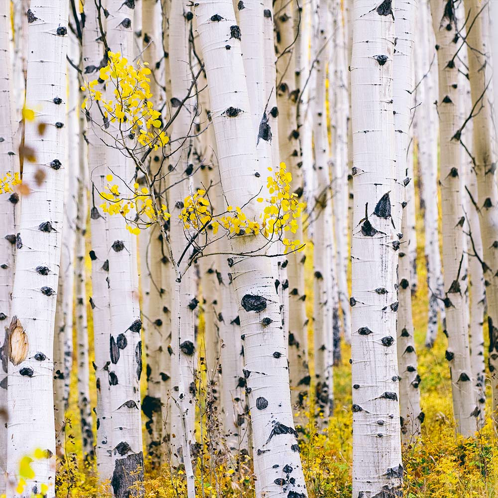 Paper Birch Tree