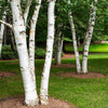 Paper Birch Tree
