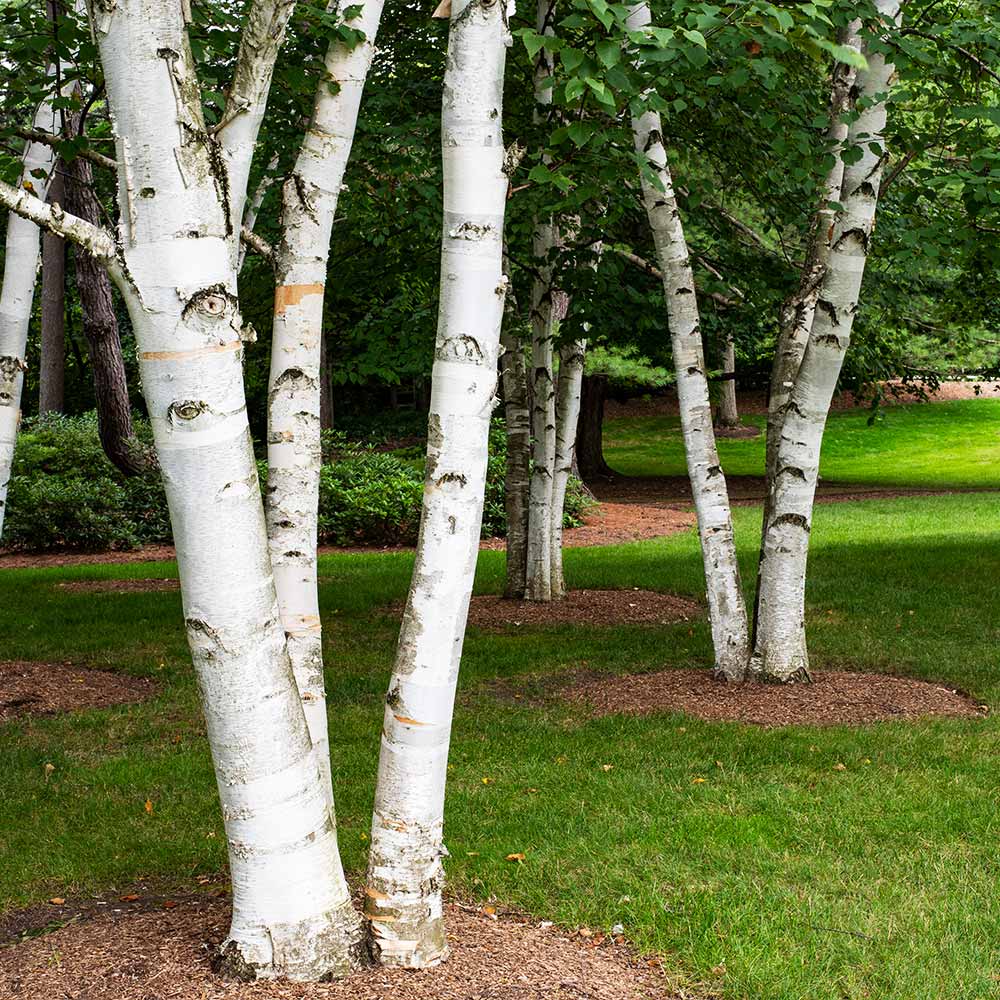 Paper Birch Tree