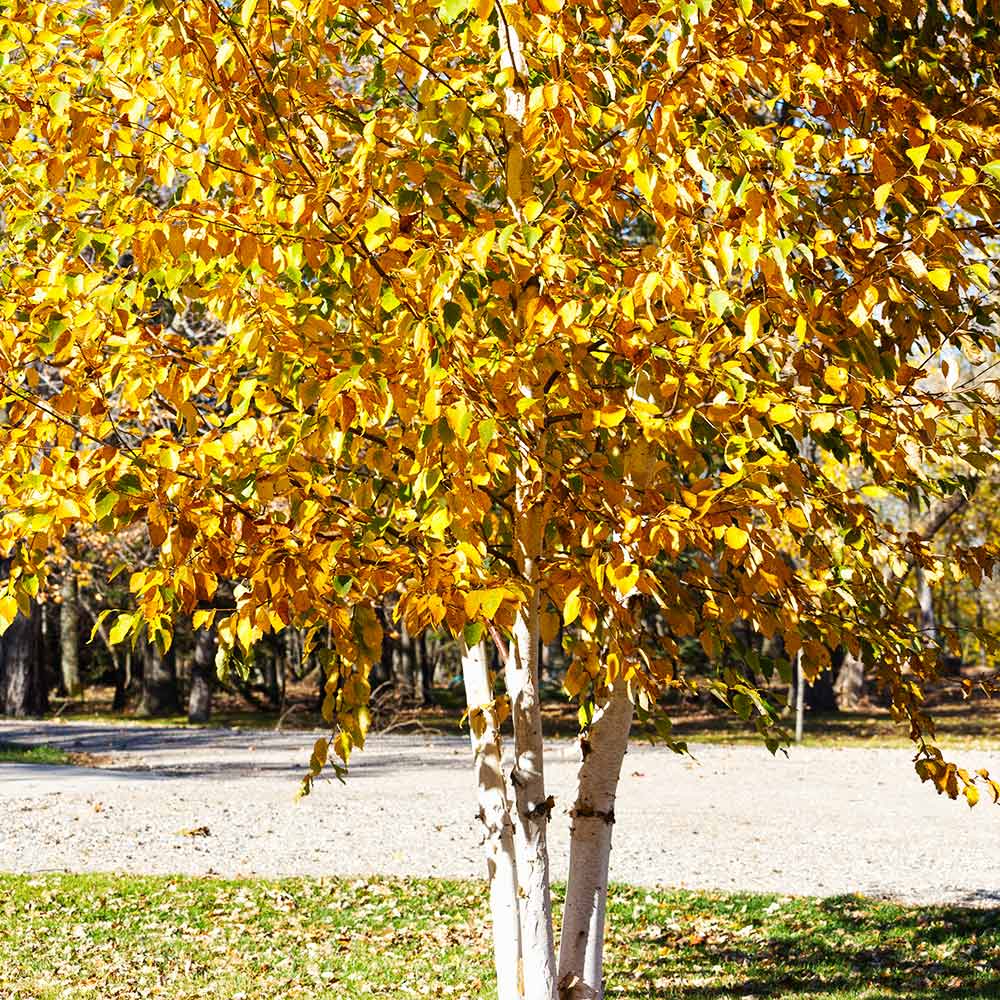 Paper Birch Tree