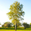Paper Birch Tree