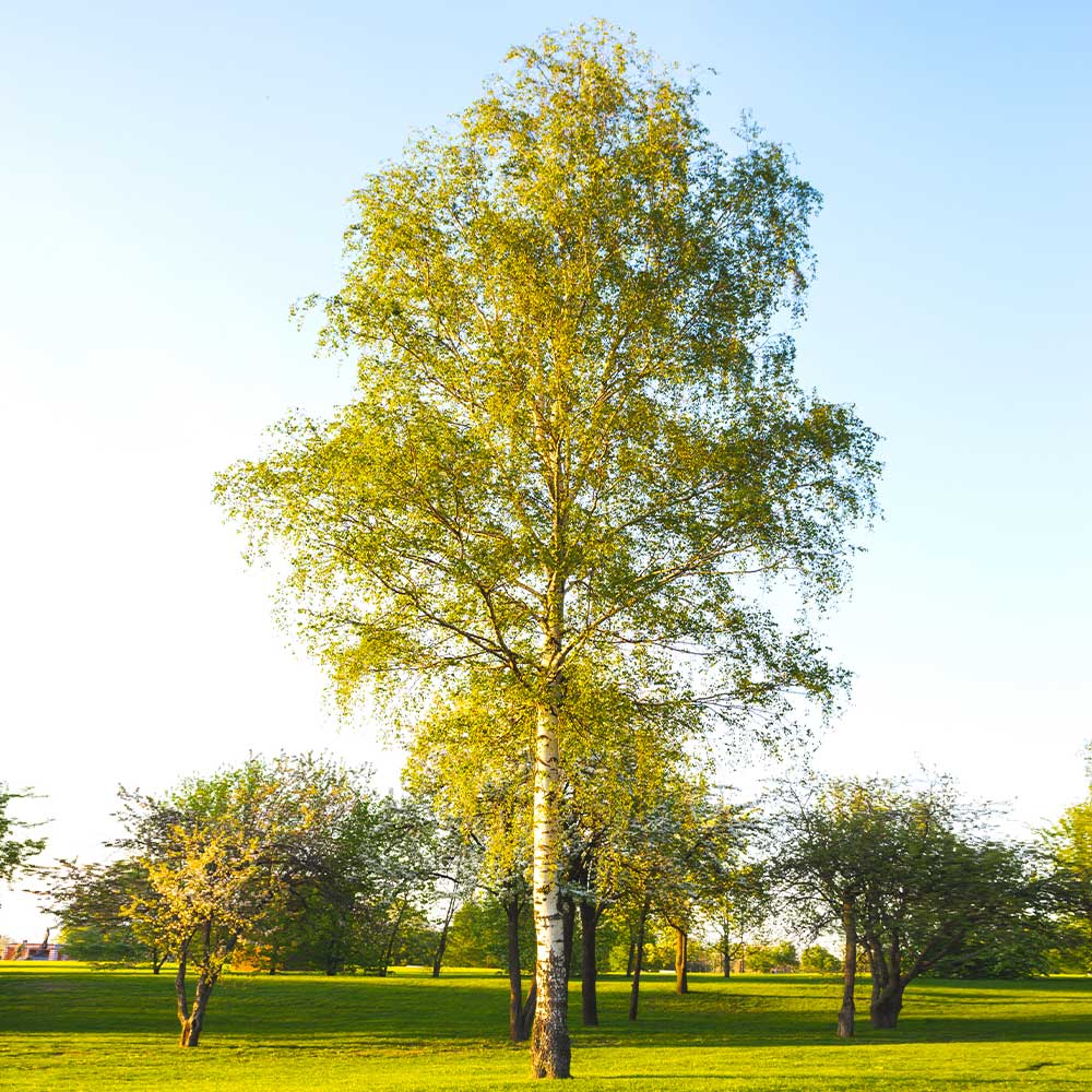 Paper Birch Tree