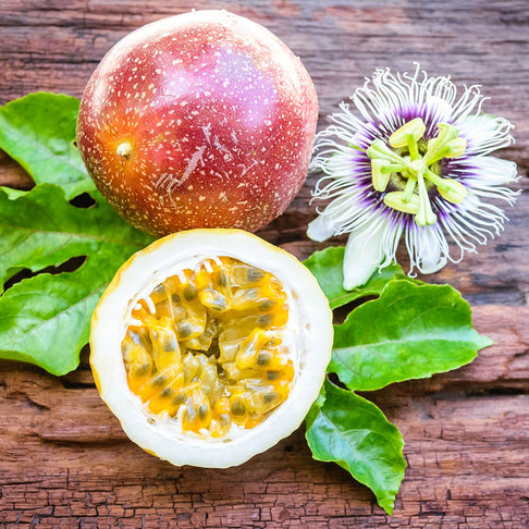 Frederick Passion Fruit Vine