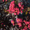 Black Diamond® Pave Pink™ Crape Myrtle Bush