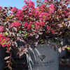 Black Diamond® Pave Pink™ Crape Myrtle Bush
