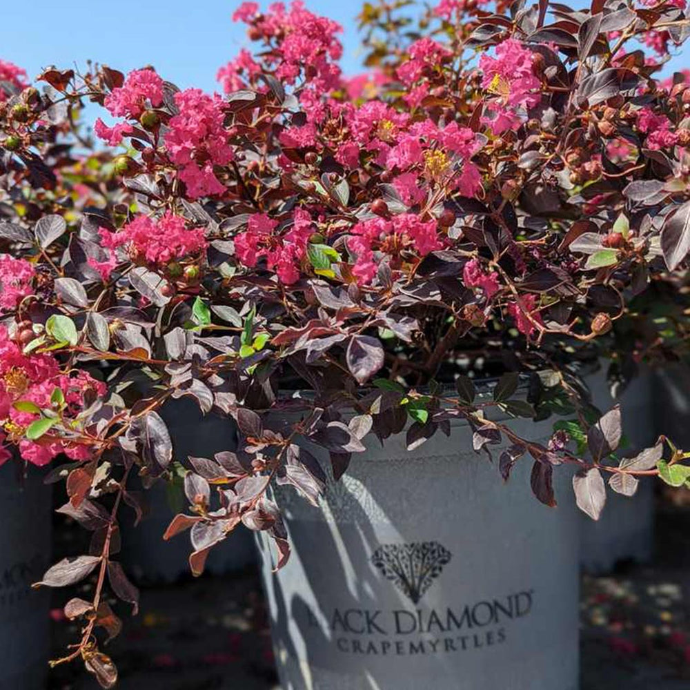 Black Diamond® Pave Pink™ Crape Myrtle Bush