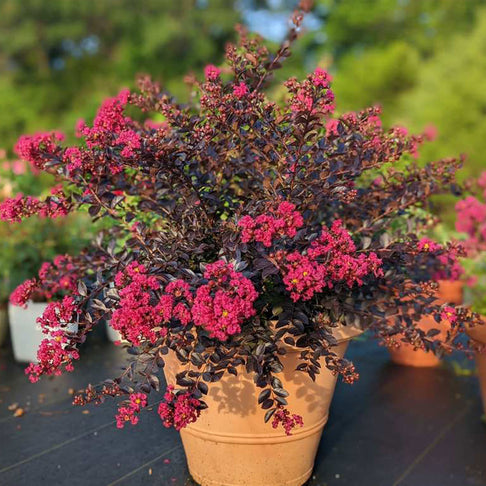 Black Diamond® Pave Pink™ Crape Myrtle Bush