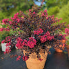 Black Diamond® Pave Pink™ Crape Myrtle Bush
