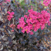 Black Diamond® Pave Pink™ Crape Myrtle Bush