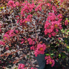 Black Diamond® Pave Pink™ Crape Myrtle Bush