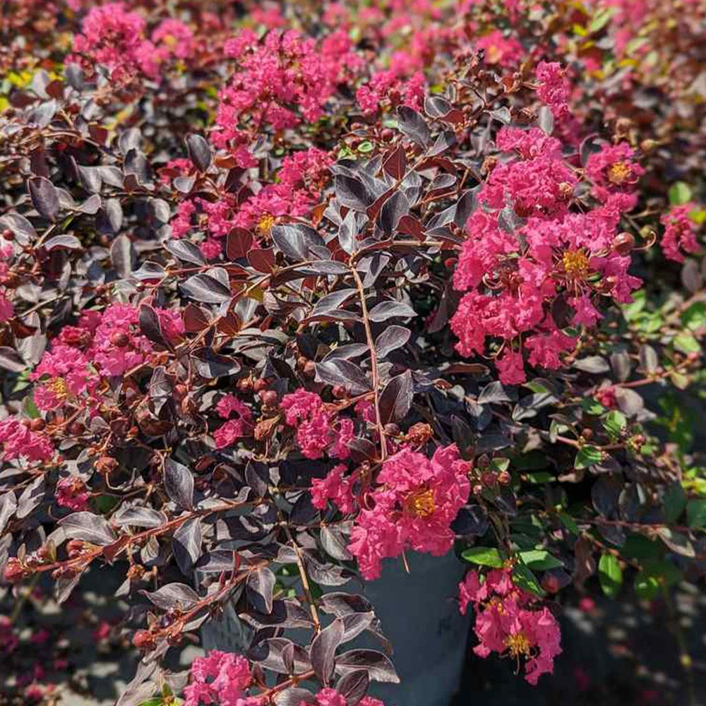 Black Diamond® Pave Pink™ Crape Myrtle Bush