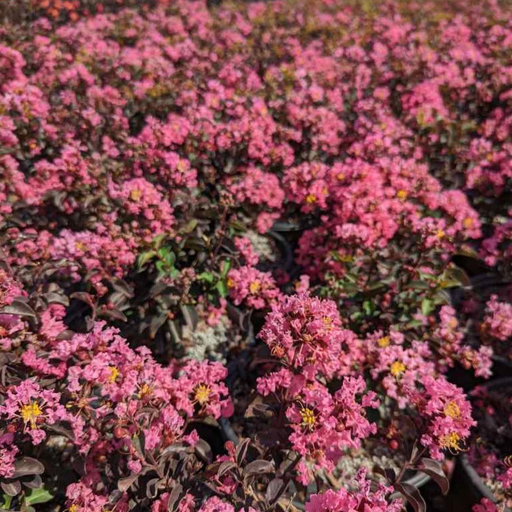 Black Diamond® Pave Pink™ Crape Myrtle Bush