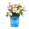 Peach Lemonade® Rose Bush