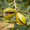 Western Pecan Tree