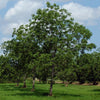Western Pecan Tree