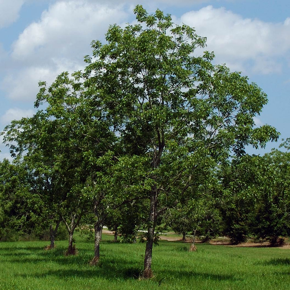 Western Pecan Tree